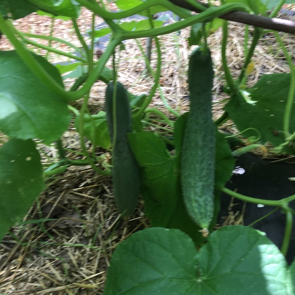 Meet your Posher, Janet - Picture 10 of 16